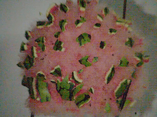 Watermelon 5kJ 01 020
